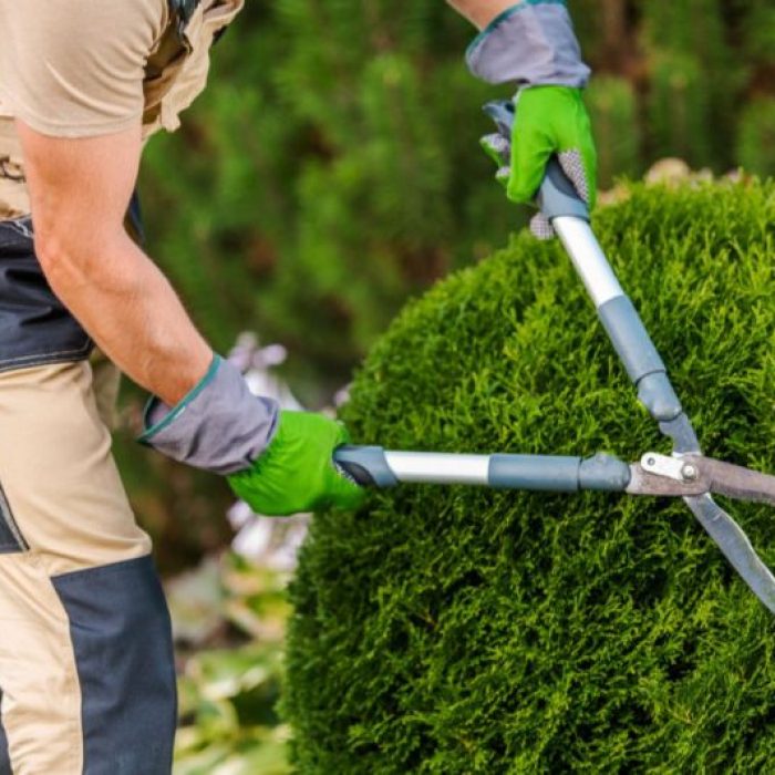 تنسيق حدائق القصيم